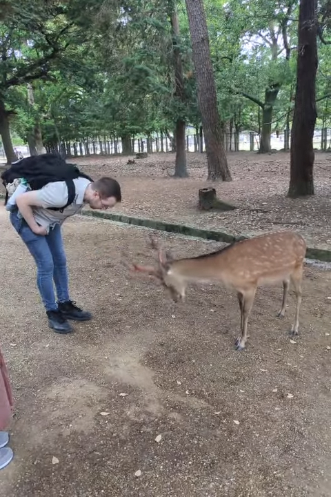 Bowing to a deer in Nara Park